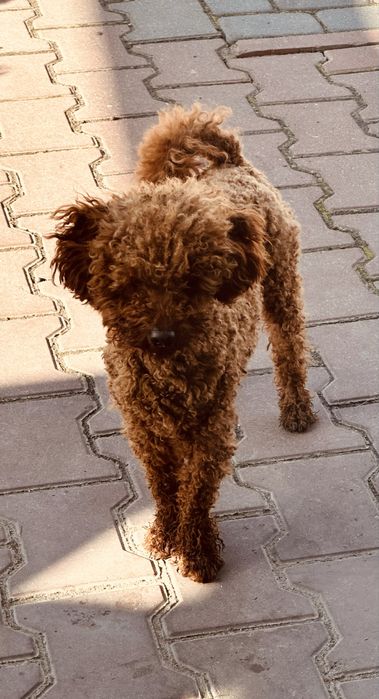 Piesek cockapoo F1 rodzice z badaniami n/n cocker spaniel + pudel miniaturowy