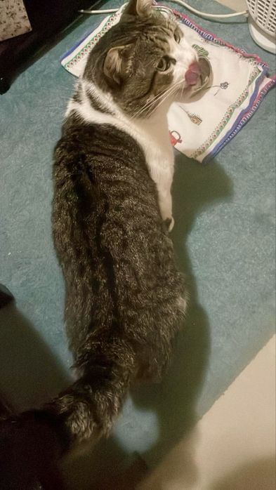 Gato adulto para adoção responsável