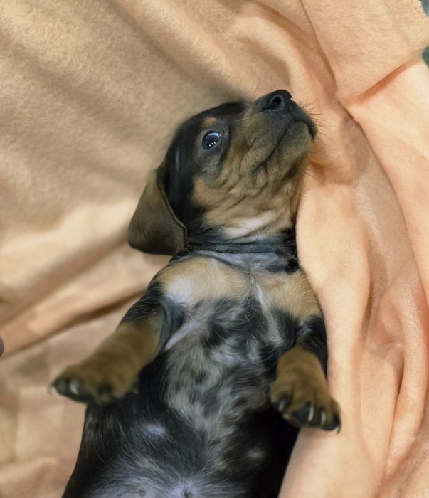 Dachshund Teckel