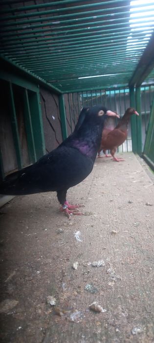 Gołębie wyszwance,wyszwance