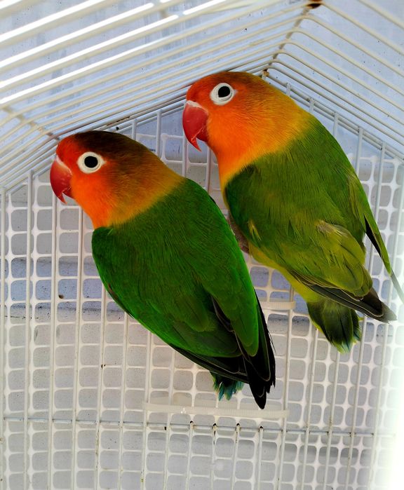 Casal de Fischeris