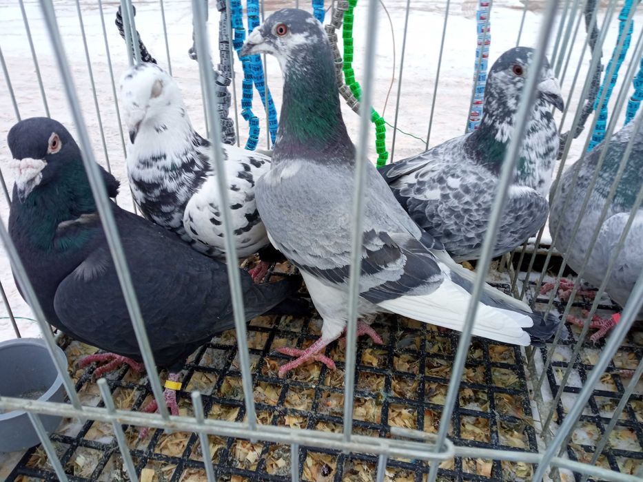 Sprzedam gołębie obrączkowane.