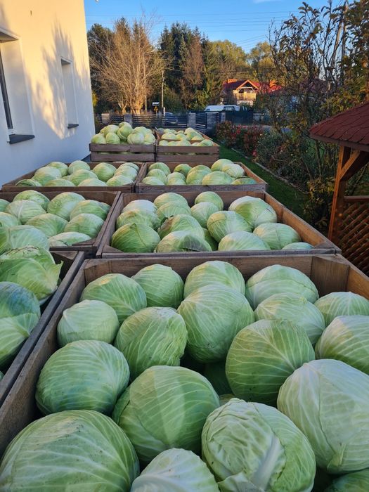 Kapusta Biala Ambrozja