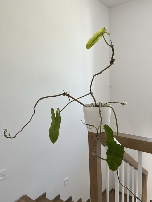 Oddam roślinę doniczkową