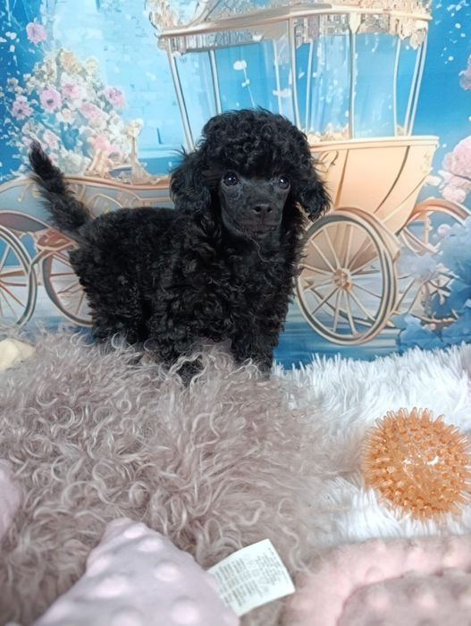 Pudel Toy-Czarny  chłopiec