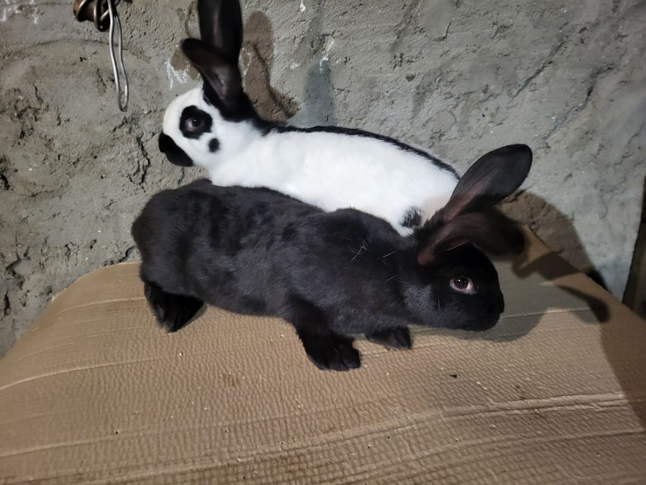 Продам  кролики Нимецкий Строкач