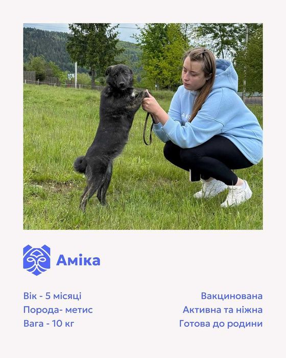 Аміка, метис, шукає дім | Центр адопції Зачин