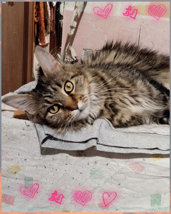 Кішечка,кішка,дівчинка,метис мейн куна,стерилізована,ніжна,ласкава