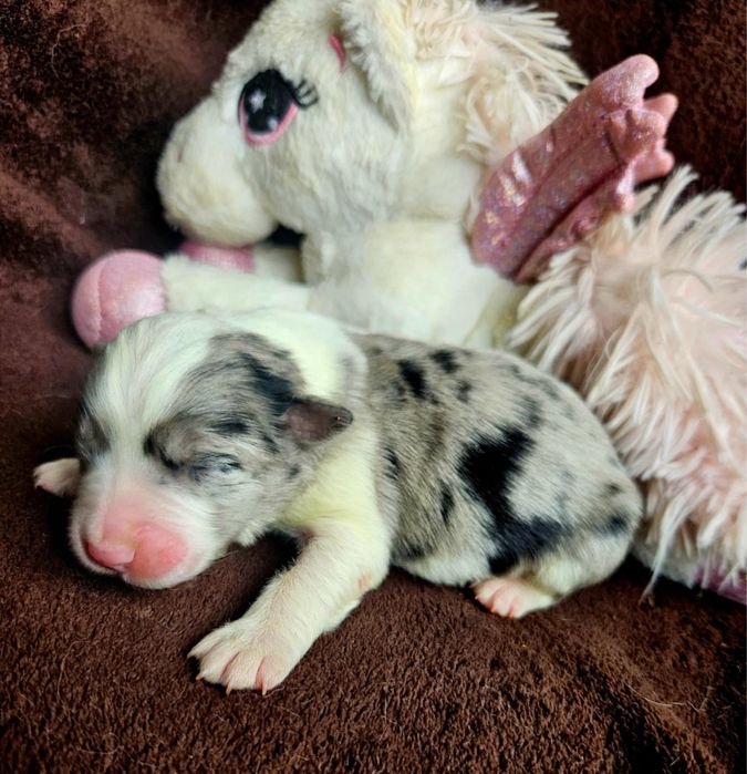 Border Collie ZKwP FCI