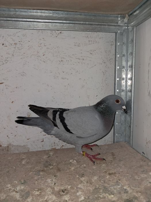 Lote de 3 pombos correios