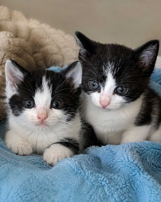 Kociaki Krówki – brat i siostra, 12 tyg, do wspólnej adopcji
