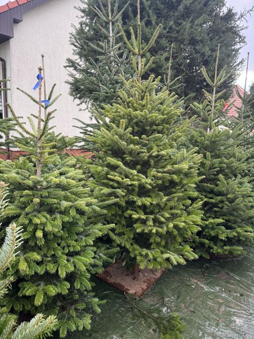 PIĘKNE CHOINKI świąteczne jodła kaukaska świerk cięte i w donicy