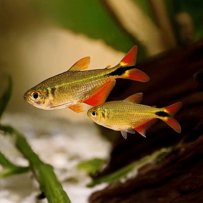 Zwinnik ogonopręgi (Hyphessobrycon anisitsi) WYSYŁKA AKWAWIN