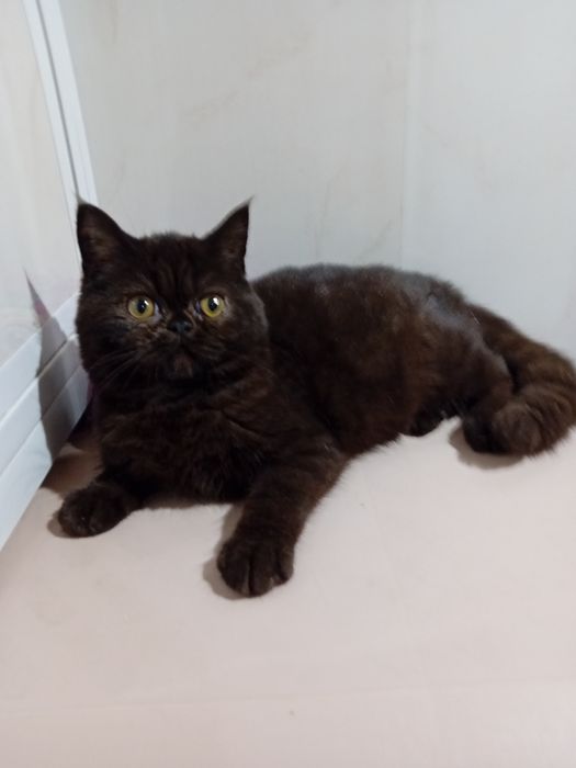 Kotka egzotyczna, krótkowlosy pers