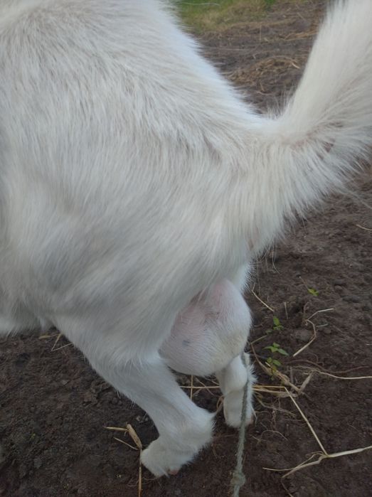 Продам молодого породистого козлика