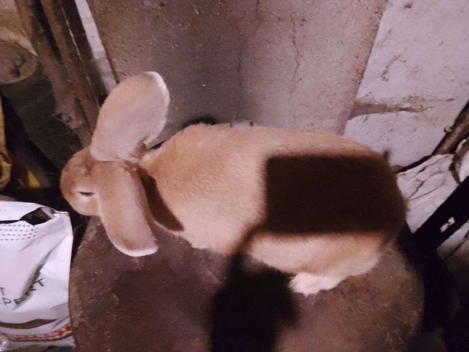 Królik króliki samica 2025r.