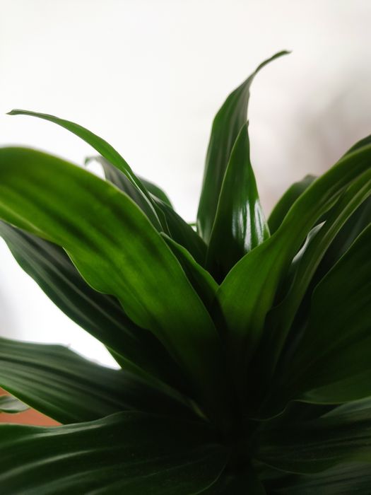 Dracena 'compacta'