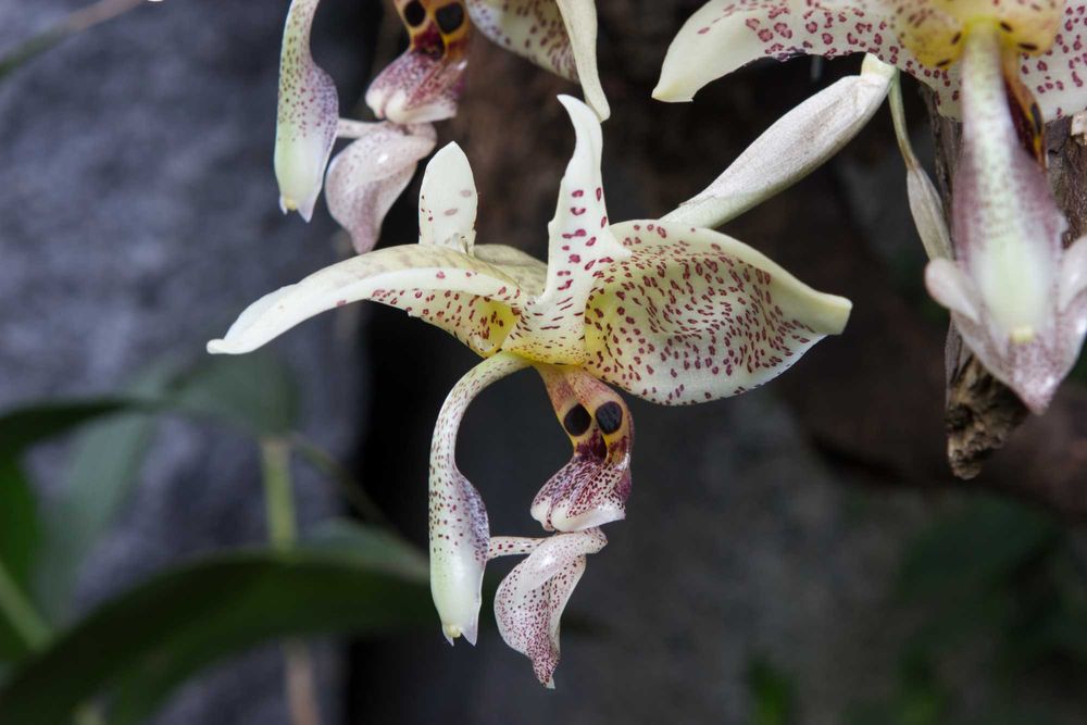 Orquídea melrinho de cheiro