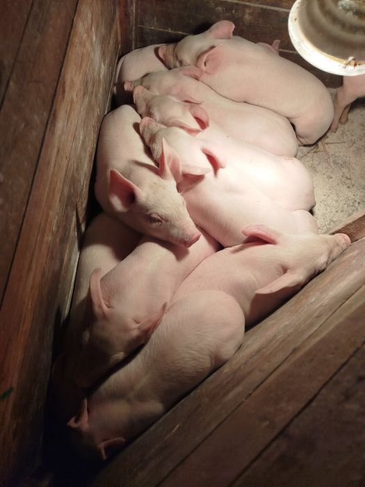 Продаються поросятка