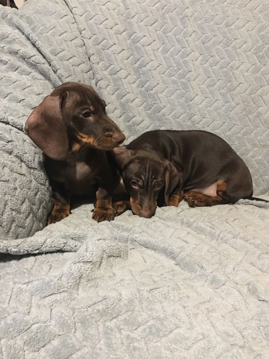 Щенки  Таксы