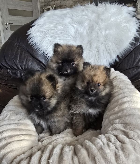 Szpic Miniaturowy Pomeranian