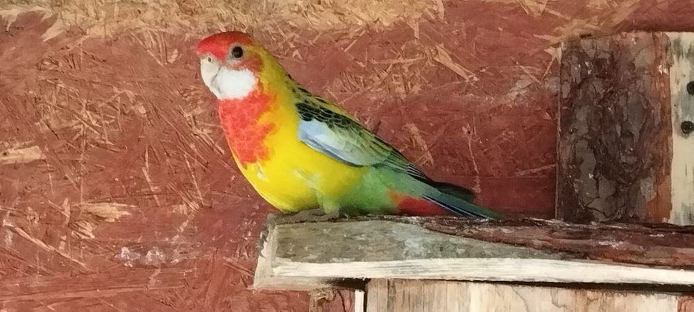 Faliste gold z 2025r