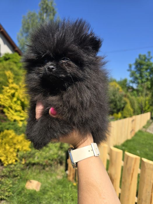 Szpic miniaturowy Pomeranian czarny piesek