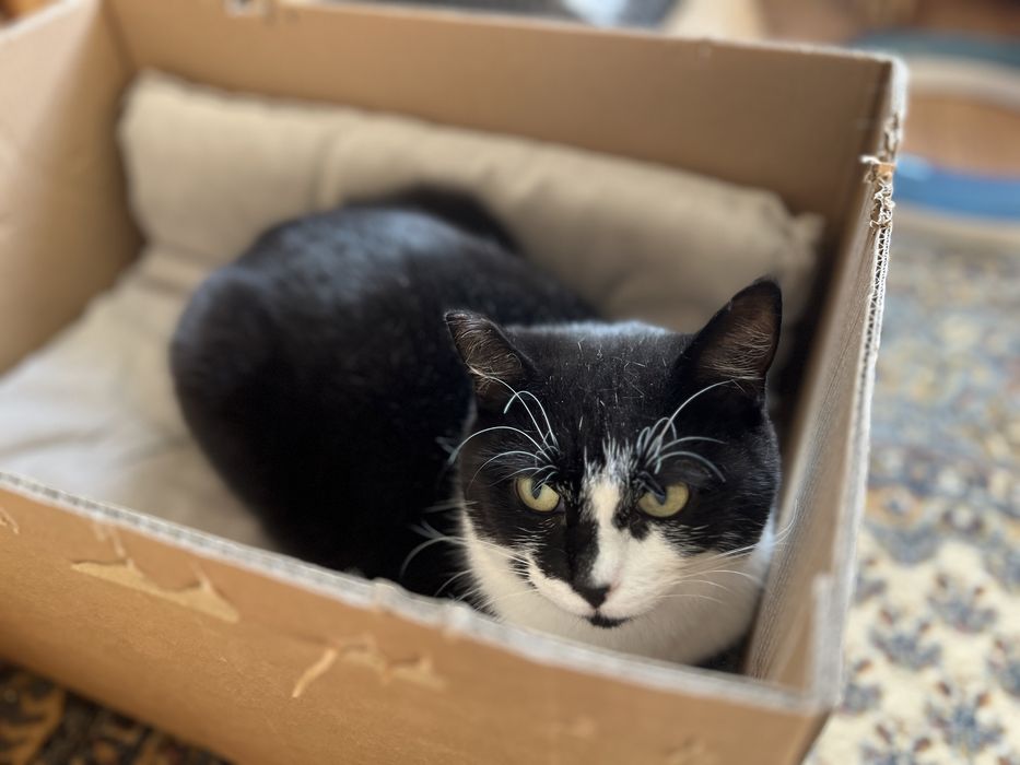 kotka LINKA szuka domu