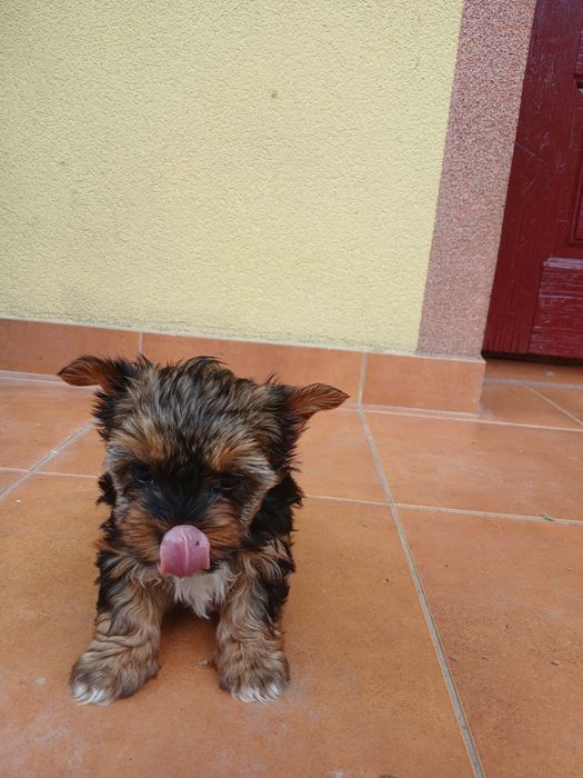Yorkshire terrier śliczny piesek