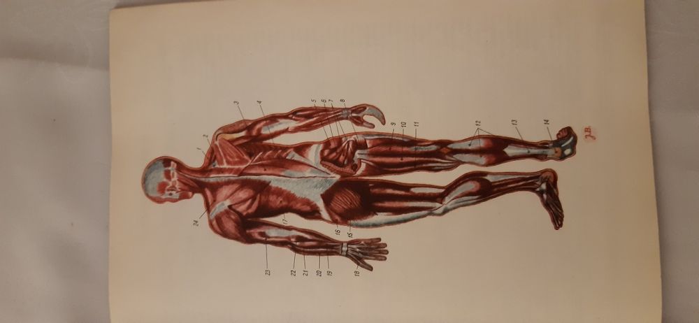 Mały atlas anatomiczny prof. Witold Sylwanowicz