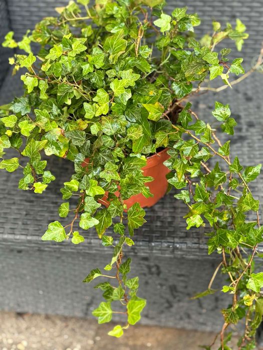 Planta  Ajuga reptans Atropurpurea 1€  e  hera