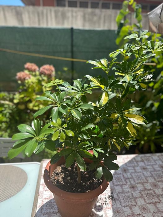 Planta para interiores e exteriores