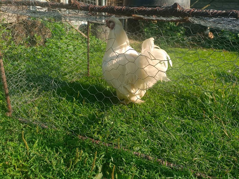 Kogut miniatura - kochlin