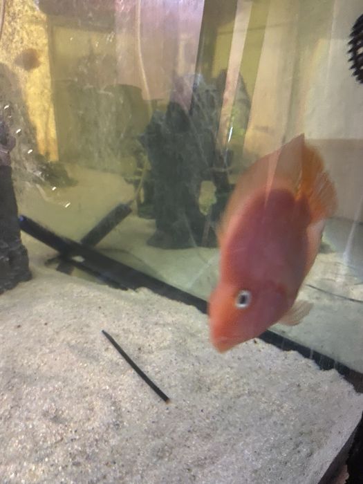 2  peixes papagaio 15cm+\-