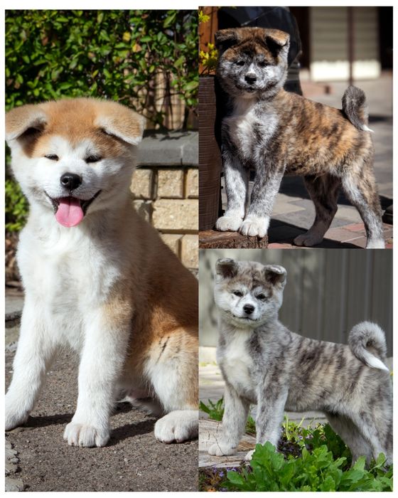 Тигрові та руді Акіта іну