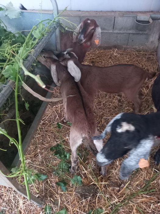 Cabrito anglonobiano