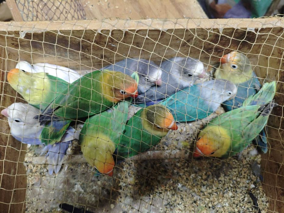 Fishers muito bonitos (varias mutações)