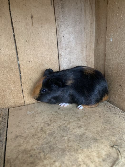 Морські свинки молоді так і старші