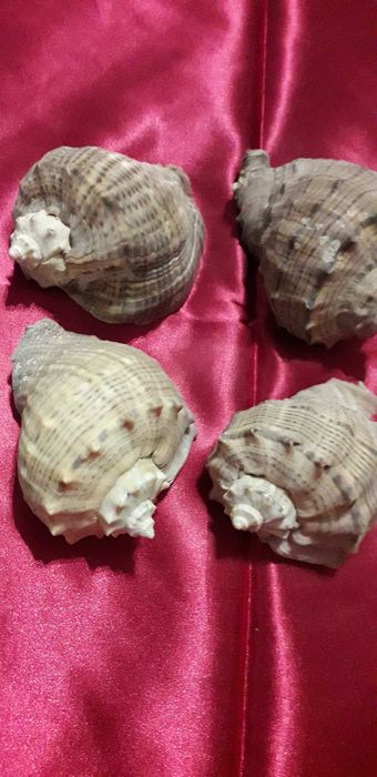 Ракушки   морские