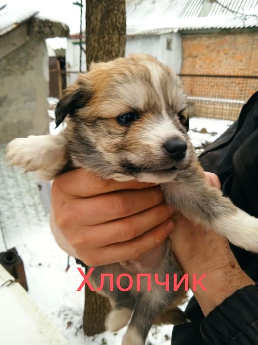 Віддамо безкоштовно у дбайливі ручки.