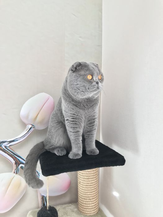 Вязка. Ищу кошечку!