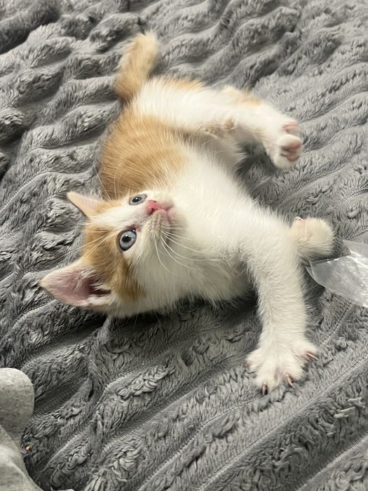 маленьке кошенятко
