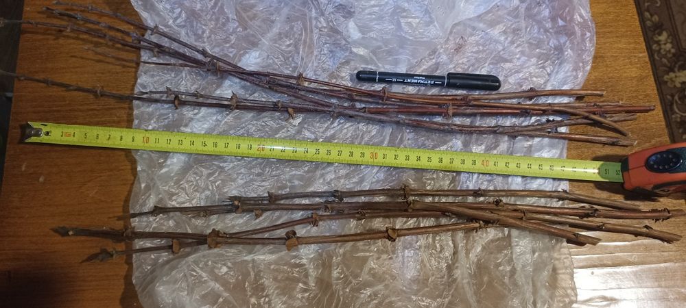 Черенки ,живці , чибуки жимолості ,Жимолость черенки гілочки жимолости