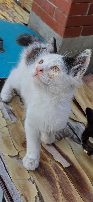 АЛЕКСАНДРОВКА. !Пропал котик!