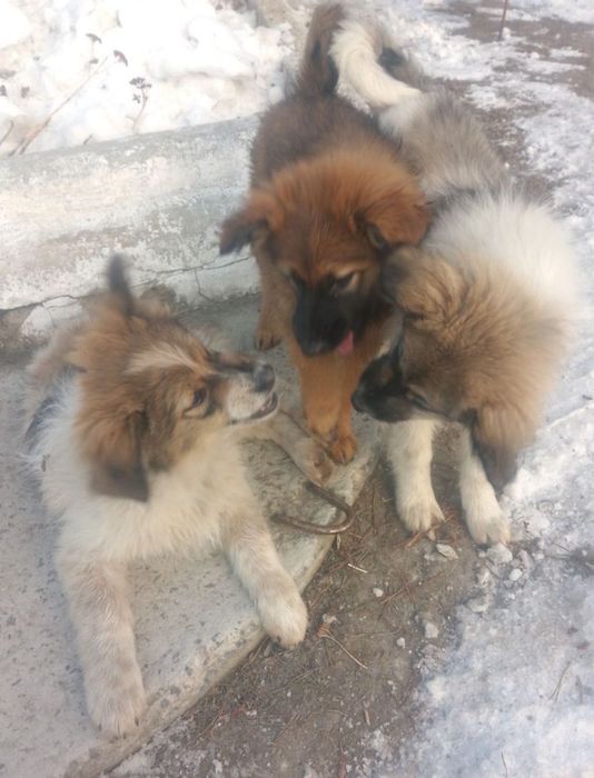 Красуні шукаю  свої родини/ стерилізація за наш рахунок