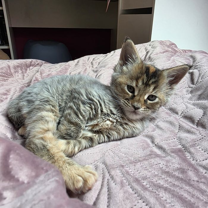 Maine Coon Kotka Na Kolanka