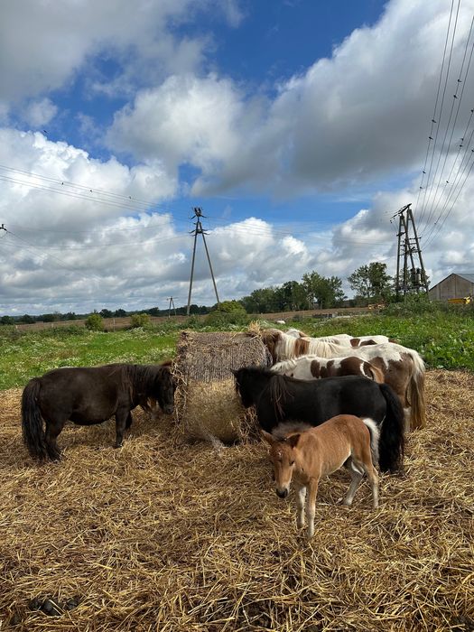 Parka kucy 50% Walijski Klaczka i Ogierek   odsadki z 2025 roku .