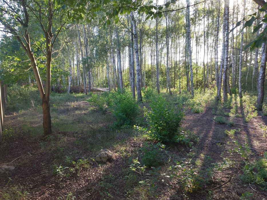 Działka budowlana Młodocin Większy