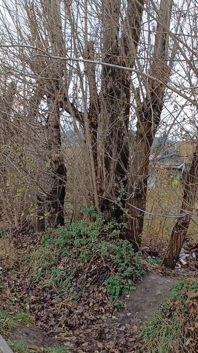 Безкоштовно віддамо дерева на дрова