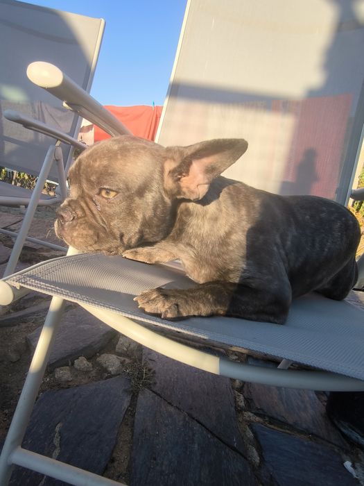 Bulldog francês blue